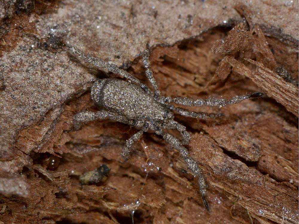 Cos''? Opiliones,  famiglia Trogulidae